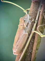 Frog - Master of camouflage © Patrycja