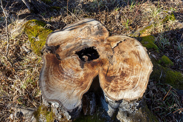 Stumps from cut trees in the forest with signs of wood disease.