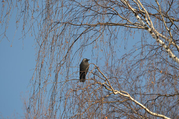 A small black bird on the bare branches of a birch against a blue sky, a spring day.