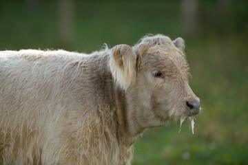 cow portrait scottish highland cattle calf head shot close up backlit with long hair baby cow dripping milk from  mouth shot vertical format room at top for masthead spring summer small hobby farm 