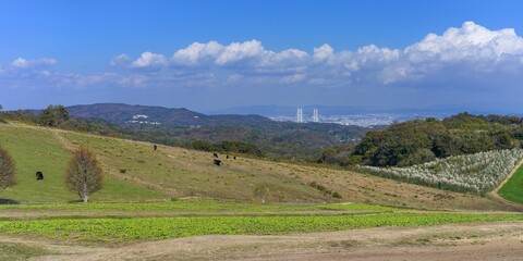 Naklejka premium 淡路島の公園から見た明石海峡大橋とのどかな牧場のパノラマ情景＠兵庫