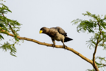 Ein neugieriger Schwarzschwanz-Lärmvogel auf einem Ast freigestellt in der Seitenansicht