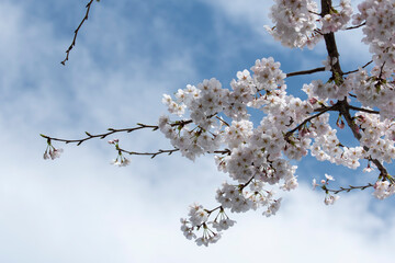 桜