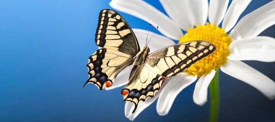 machaon butterfly with open wings on wild chamomile - Powered by Adobe