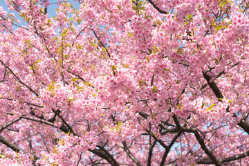 河津桜（大塚山公園）
