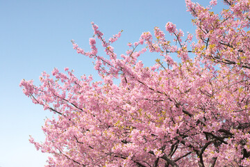 河津桜（大塚山公園）