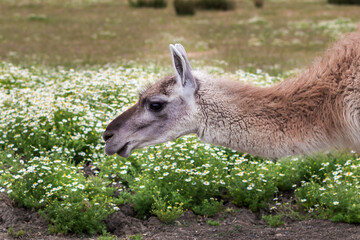 Guanaco portrait outdoors close-up