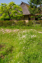 Obraz premium 茅葺屋根と畑