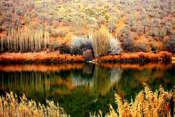 autumn in the forest