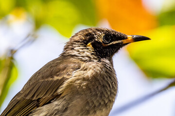 Bridled Honeyeater in Queensland Australia