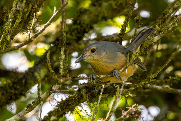 Bower's Shrike Thrush in Queensland Australia
