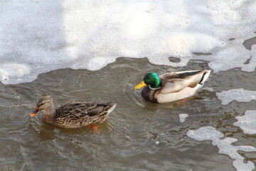 Mallards On The Water, Gold Bar Park, Edmonton, Alberta