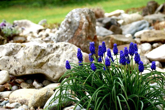 Traubenhyazinthen  im steingarten