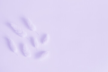 Spikelets of dried bunny tail grass (lagurus ovatus). Monochrome flat lay image in light pastel purple color. Copy space.