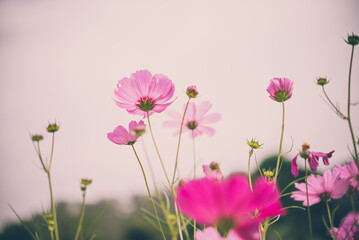 Cosmos flower in field with sky background copy space in retro tone. Beautiful flower on earth concept.