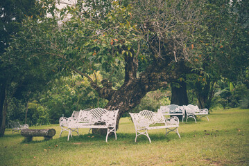 White bench under big tree in green outdoor garden with lawn. Relaxation in nature, environmental concept.