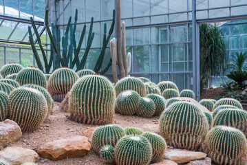 Big balls shape of cactus in greenhouse farm garden for succulent desert plant in sunny day.