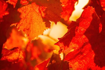 Bright autumn red orange yellow grapevine leaves at vineyard in warm sunset sunlight. Beautiful...