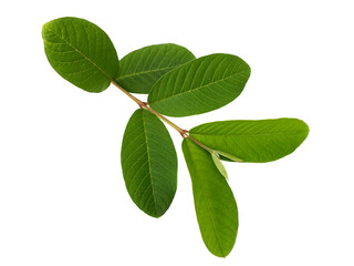 Fototapeta premium green guava leaves isolated on white background