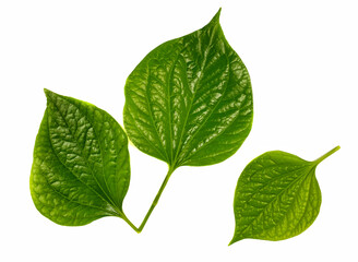 Piper sarmentosum leaf on white background