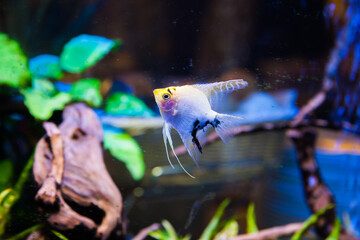 Little colored fish swim in the aquarium.