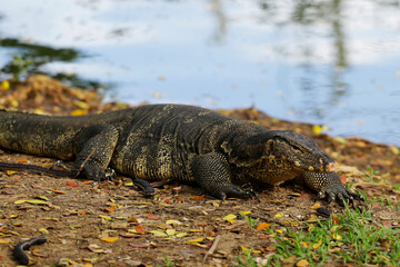 A big Water Monitor Lizard (Varanus Salvator) is seen backgrounded by the lake of Lumphini public park in central Bangkok, Thailand.