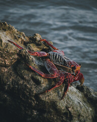 Crab sea