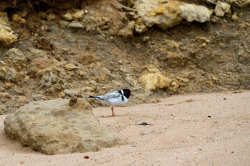 Hooded Plover Thinornis cucullatus