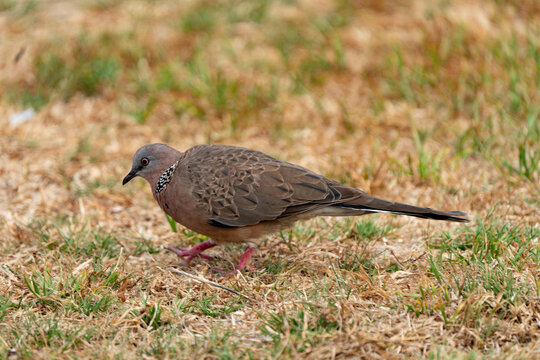 Spotted Dove Streptopelia chinensis