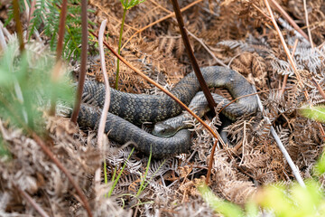 Tiger Snake Notechis scutatus