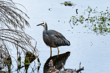 White-faced Heron Egretta novaehollandiae