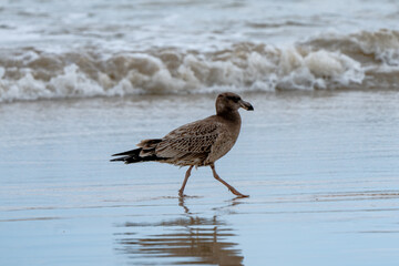 Pacific Gull Larus pacificus