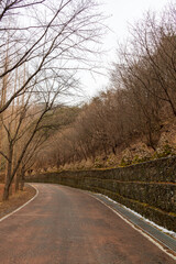 Country roads, thin branches, trees.