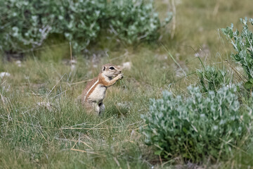 Cape ground squirrel, Xerus inauris