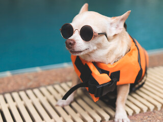 cute brown short hair chihuahua dog wearing sunglasses and  orange life jacket or life vest sitting...