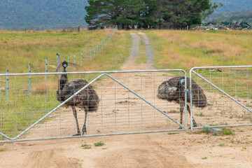 Photograph of a two Emus on a dirt track near a fence in regional Australia.