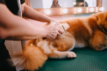 The groomer combs the dog. Groomer makes a grooming. The dog is being treated. 