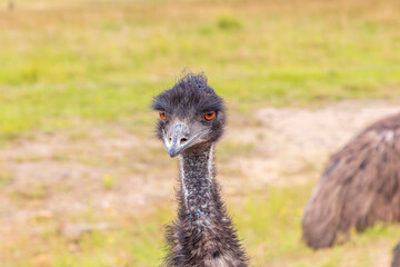 Photograph of the head and neck of an Australian Emu in Australia.