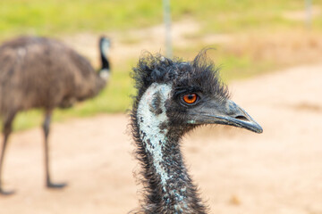 Photograph of the head and neck of an Australian Emu in Australia.