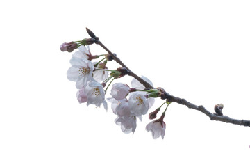 早春の桜の開花、透き通るような花びら