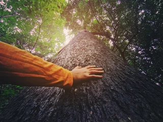 Poster Human hand touching tree in rainforest,love nature concept © ittipol