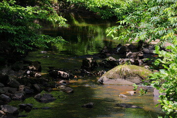 新緑が溢れる渓流の風景