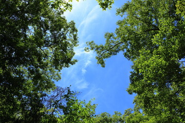 新緑と鮮やかな青空が美しい　　　