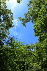 新緑と青空｜縦構図