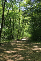 Obraz premium 優しい木漏れ日が美しい新緑