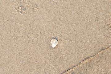 beautiful seashells on the beach.