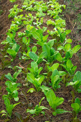 The vegetable garden is grown organically, safe and non-toxic.