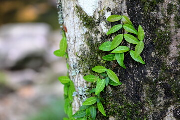 巨木に絡む新緑
