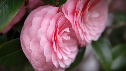 pink flower