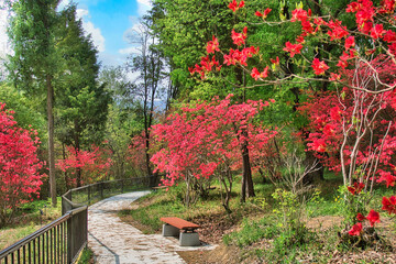 Obraz premium ツツジが綺麗な公園の遊歩道